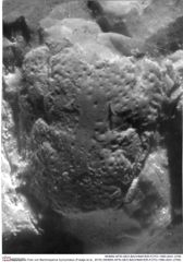 Historisches Foto von Bachmayerus hyznymatus (Fraaije et al., 2019) (NHMW-AFW-GEO-BACHMAYER-FOTO-1990-0041-2785)